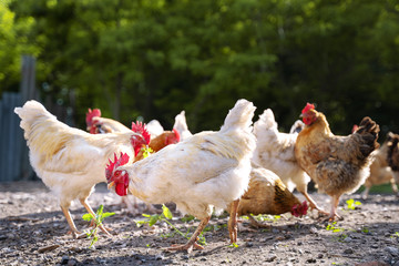 white and multicolored chickens in the yard in the countryside. Chickens walking in the yard
