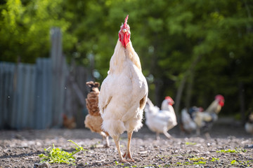 White chicken cock standing in stotny yard on the background of green trees in summer