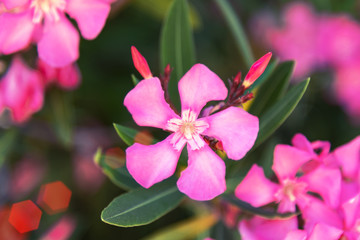 Pink oleander flowers (Nerium) in the sunlight, soft focus, bokeh