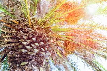 Palm tree top in the sunlight, toned