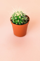 Small green cactus in orange pot on pink background.