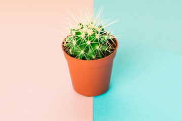 Small green cactus in orange pot on pink and blue background.