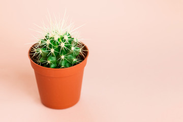 Small green cactus in orange pot on pink background.