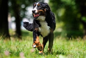 bernese mountain dog on grass in summer