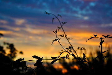 La silueta de la naturaleza a través del atardecer de final de verano