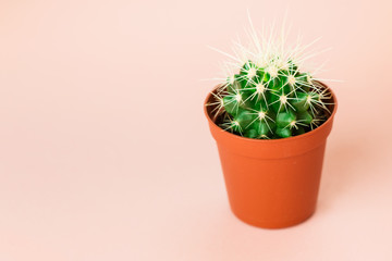 Small green cactus in orange pot on pink background.