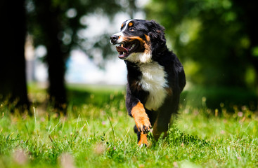 bernese mountain dog on grass in summer