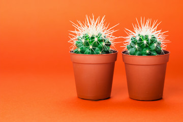 Two small green cactus in orange pot on orange background.