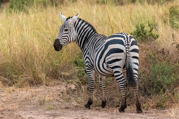 A zebra in the savannah in the Serengeti park, portrait of back