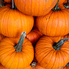 Thanksgiving and Halloween pumpkins  background.