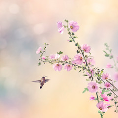 Fototapety  Koliber i kwiaty malwy