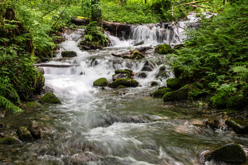 A Fast mountain stream in forest, surrounded by greenery