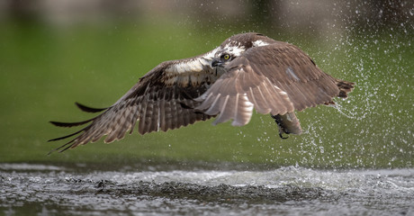 Obraz premium Osprey 