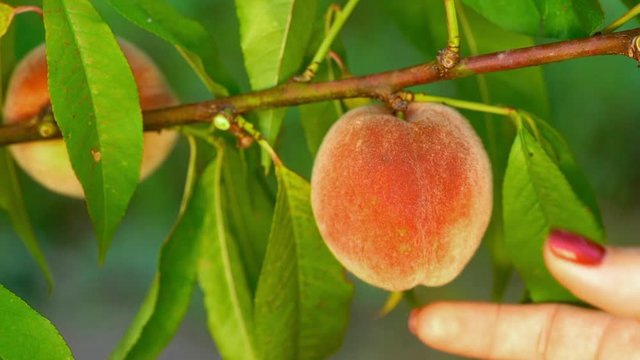 Female hand pick ripe juicy peaches from peach tree. Branch in fruit garden. Clean orchard, harvest, sweet food concept.