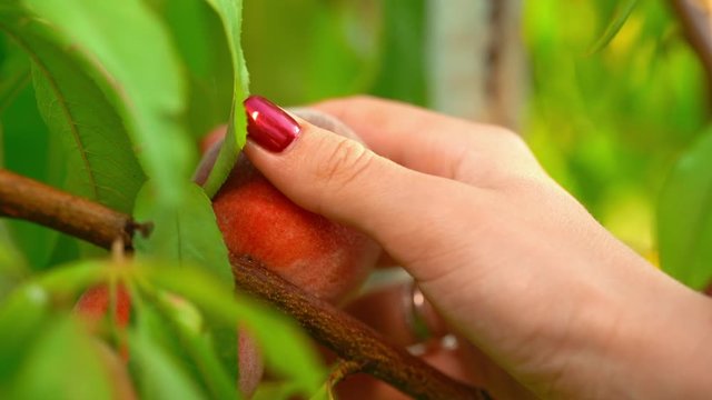 Female hands pluck ripe fruits from peach tree in summer garden. Beautiful scene, harvest concept. Healthy eating.