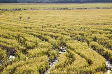 Fototapeta na wymiar Rice plantation in irrigated area in southern Brazil 01.jpg