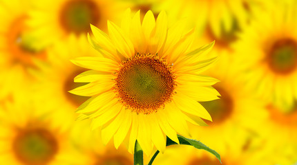 Beautiful sunflowers on yellow background at sunset