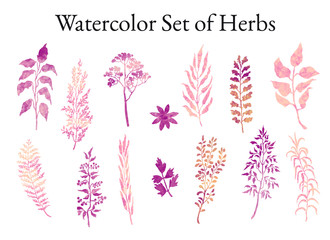 Vector colorful illustration set of herbs, plants and flowers. Hand drawn graphic sketches for you design