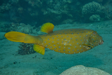 Fish swim in the Red Sea, colorful fish, Eilat Israel