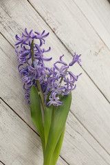 purple fragrant hyacinth on white background