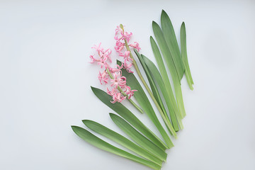 pink hyacinth flowers with leaves on white background. Flat lay, copy space, top view. Flowers composition.