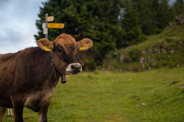 Kuh auf schweizer Alpen