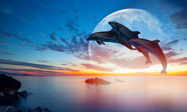 Silhoutte of beautiful dolphin jumping up from the sea at sunset with super moon "Elements of this image furnished by NASA "