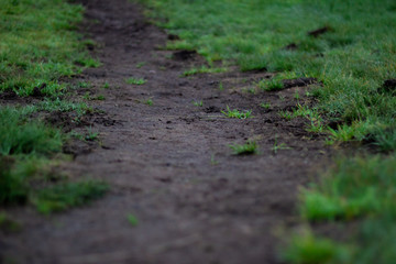 Weg im Grünen