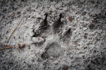 Footprint of a wild beast in the sand