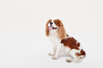 Smart dog. Cavalier king Charles spaniel dog iportrait isolated on white background. Education and training concept. Space for text