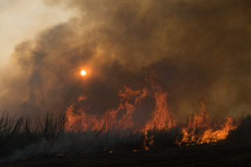 Fototapeta na wymiar burnt sugarcane field in central america
