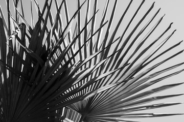 Obraz premium Palm trees