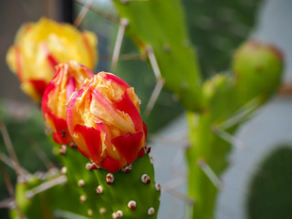 close up of cactus flowers