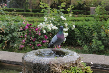 a bird in a fountain in the garden