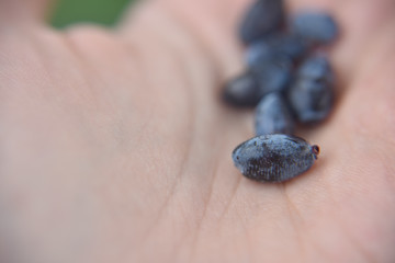 close-up look at honeyberry on the hand