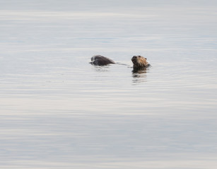 otter in the wild