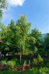Green trees against sunny blue sky, Armenia
