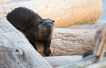 otter in the wild
