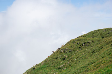 Berghang mit Ziegenherde
