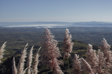 panoramic view from a mountain of forest and hills through mastizal