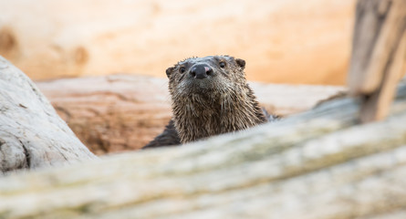 otter in the wild