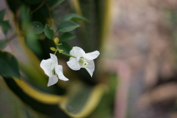 different types and colors of bougainvillea en guatemala