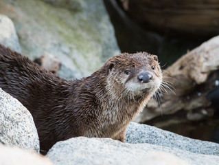 otter in the wild
