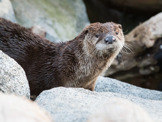 otter in the wild
