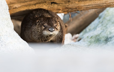 otter in the wild