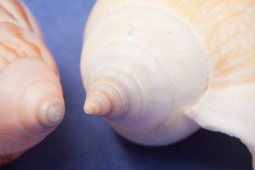 sea shells macro