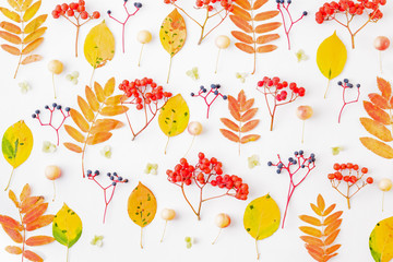 Flat lay pattern with colorful autumn leaves and berries on a white background