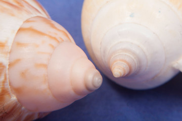 sea shells macro