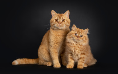 Fluffy red British Longhair cat kitten, sitting beside red adult Shorthair. Looking at camera with orange eyes. Isolated on black background.