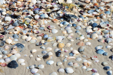 Many different tiny colorful marine seashells on sandy beach